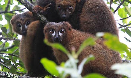 Der Duft reifer Früchte lockt Lemuren an